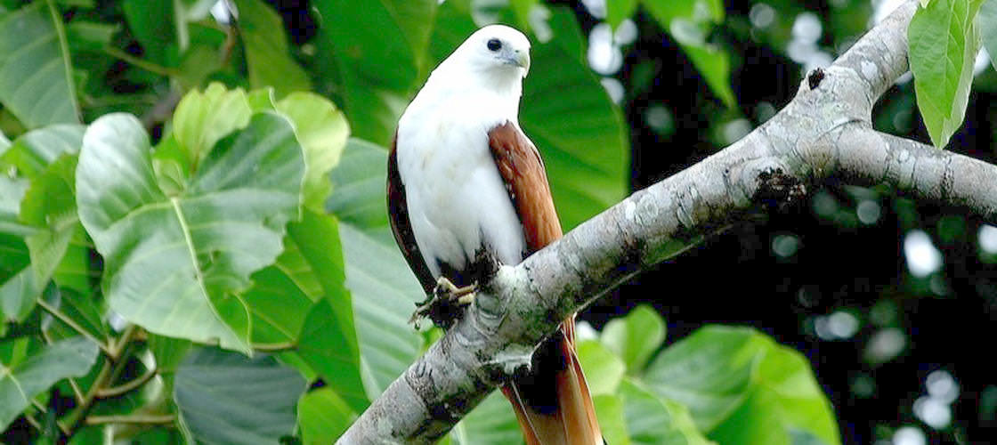 Daintree River Cruise