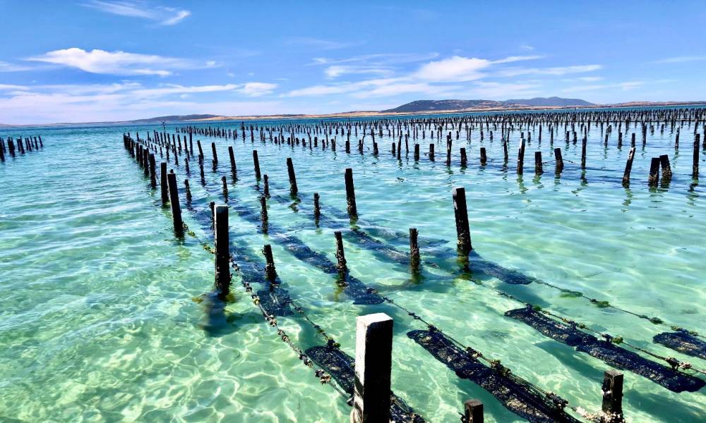 Coffin Bay Oyster Farm and Bay Tour Book Now Experience Oz