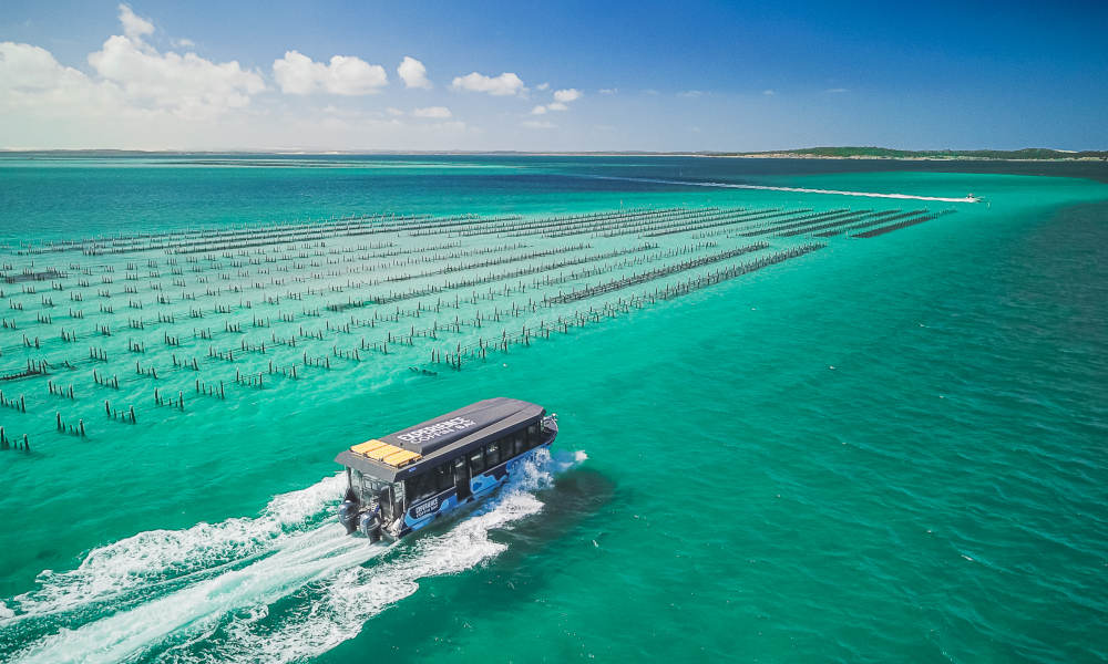 3 Hour Coffin Bay Oyster Farm and Bay Tour 9 Martindale Street Coffin Bay SA 5607