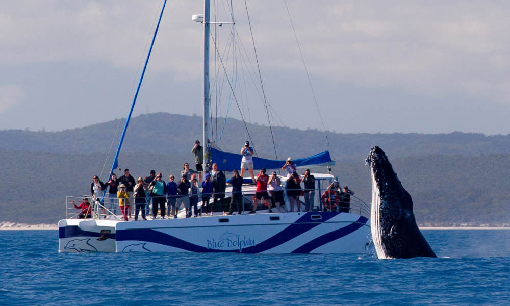 Hervey Bay Full Day Whale Watching Sailing Cruise including Lunch