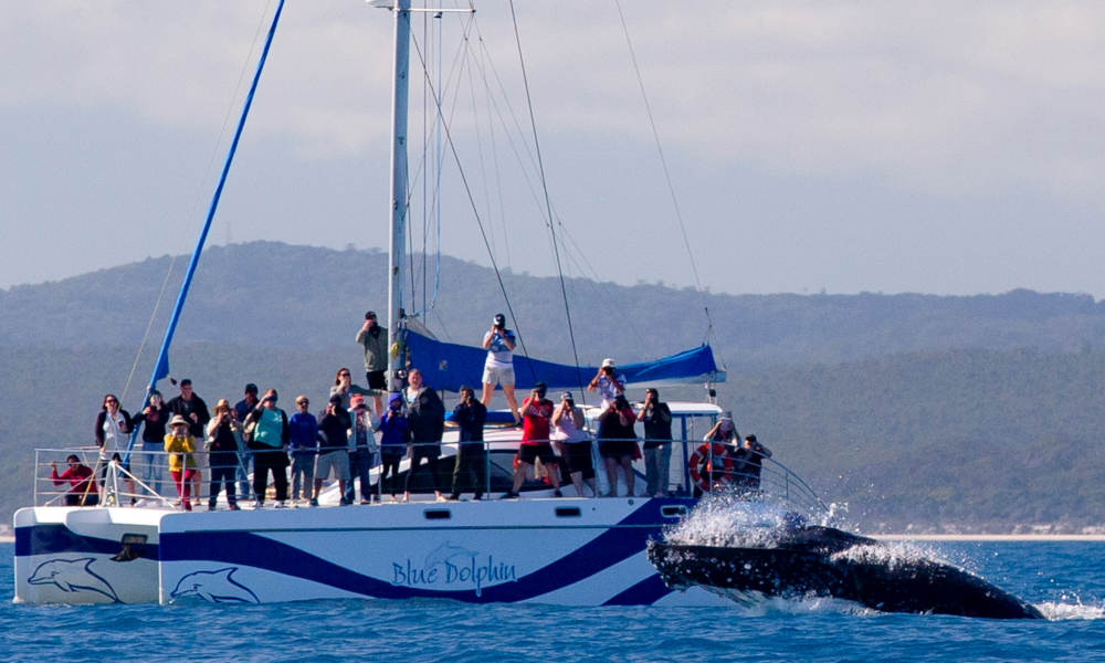 Hervey Bay Whale Watching Sailing Cruise | Experience Oz