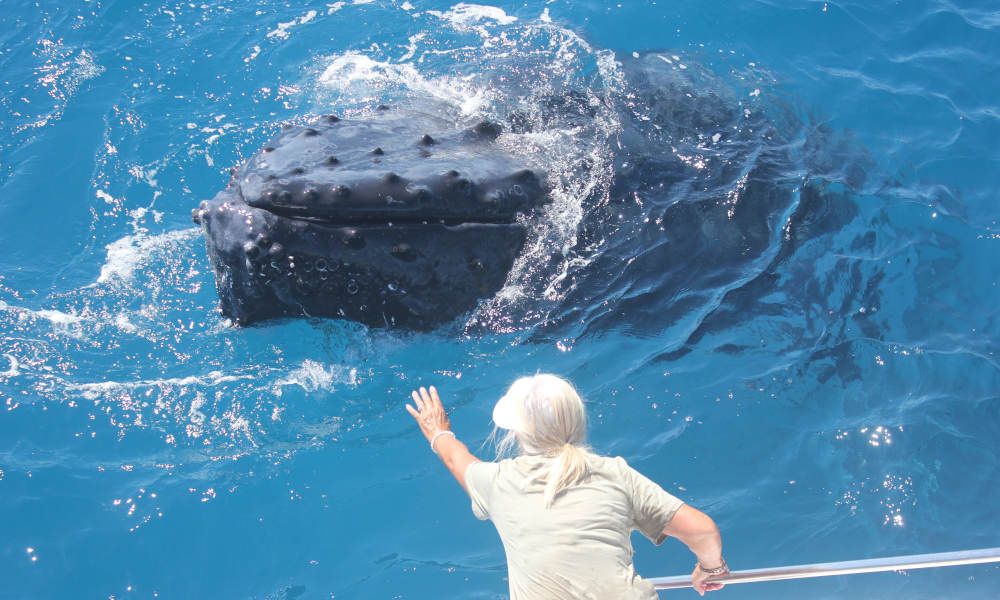 Whale Watch Cruise including Lunch