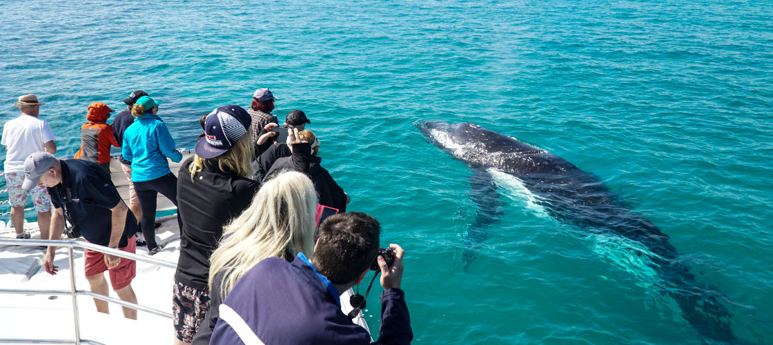 Hervey Bay Full Day Whale Watching Cruise including Lunch