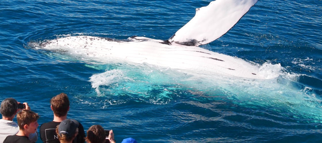 Whale Watch Cruise including Lunch