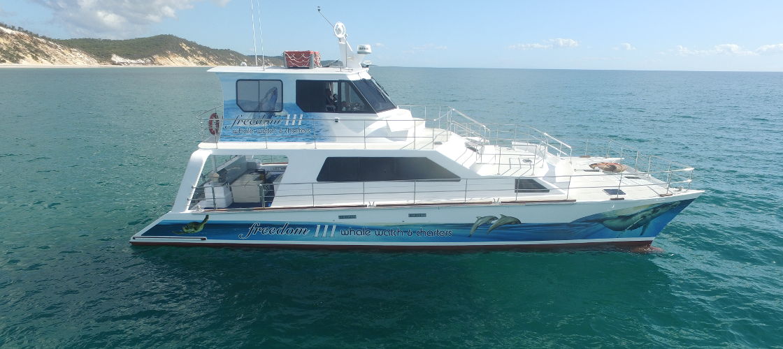 Whale Watch Cruise including Lunch