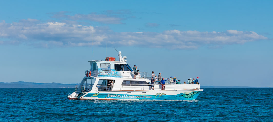 Whale Watch Cruise including Lunch