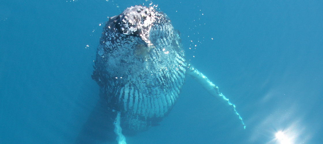 Whale Watch Cruise including Lunch