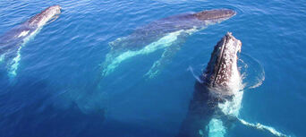 Hervey Bay Full Day Whale Watching Cruise including Lunch Thumbnail 6