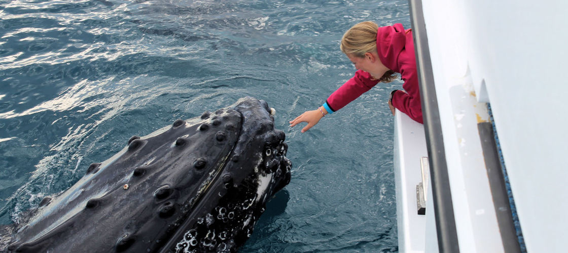 Half Day Whale Watch Cruise