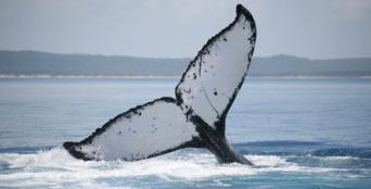 Hervey Bay 4 Hour Whale Watching Cruise Thumbnail 6