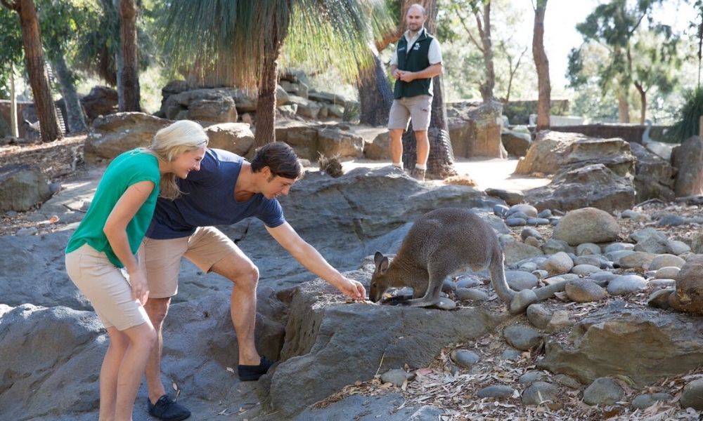 Taronga Zoo Entry and Ferry Transfer Experience Oz