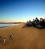 Phillip Island Penguin Parade