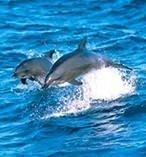 Port Stephens Dolphins