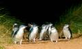 Phillip Island Penguins Day Tour Thumbnail 5