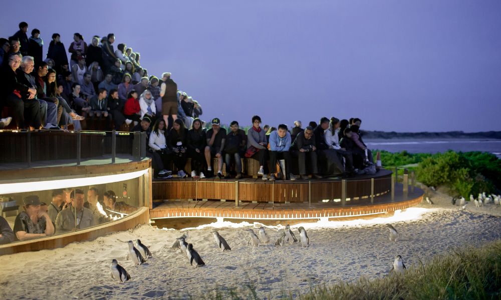 Phillip Island Tour with Penguins Plus Viewing from Melbourne