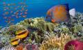 Scuba Dive Flinders Reef Thumbnail 2