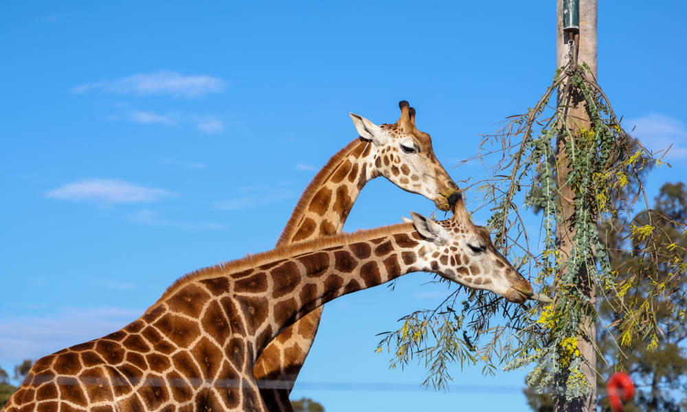 Hunter Valley Wildlife Park Entry Tickets - Book Now | Experience Oz