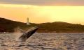 Whale &amp; Dolphin Watching Cruise Port Stephens - 3 hours Thumbnail 5