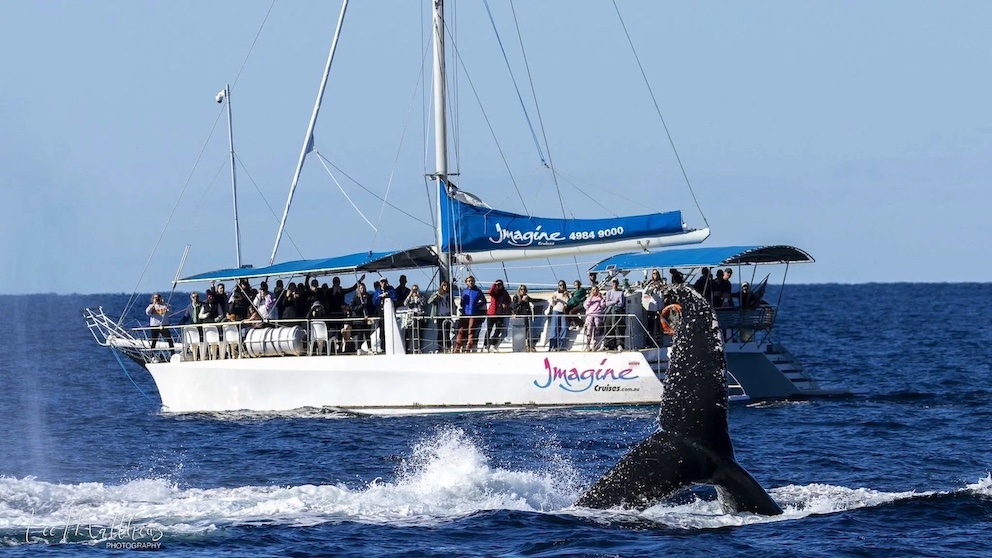 Whale and dolphin experiences in Byron Bay