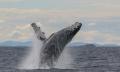 90-Minute Whale Watching Express Cruise Thumbnail 1