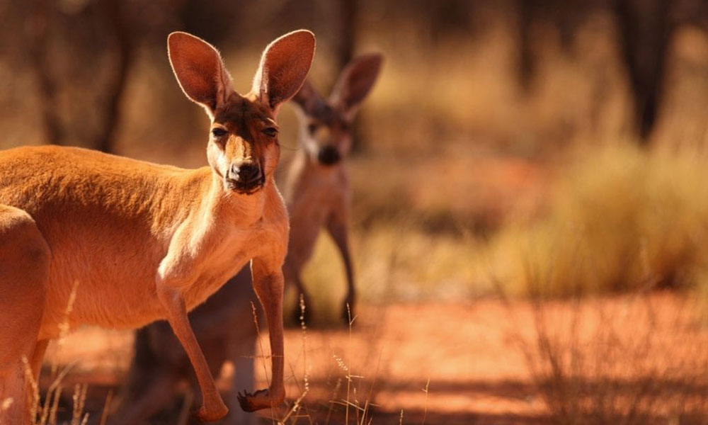 Uluru Audio Guide 2 Day Device Hire