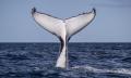 Express Sydney Whale Watch Adventure Thumbnail 3