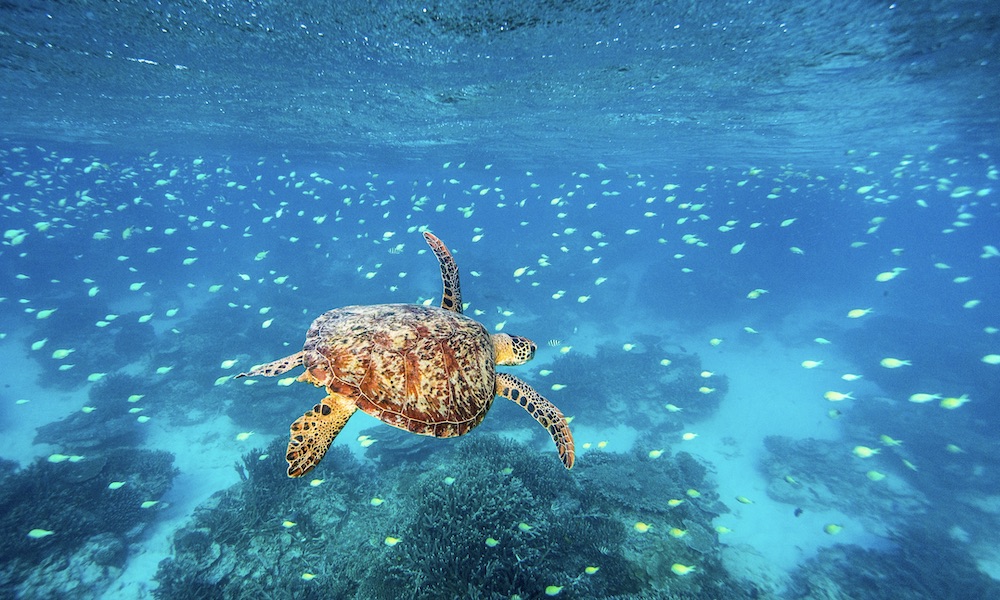 Lady Elliot Island Day Trip from Bundaberg including Flights