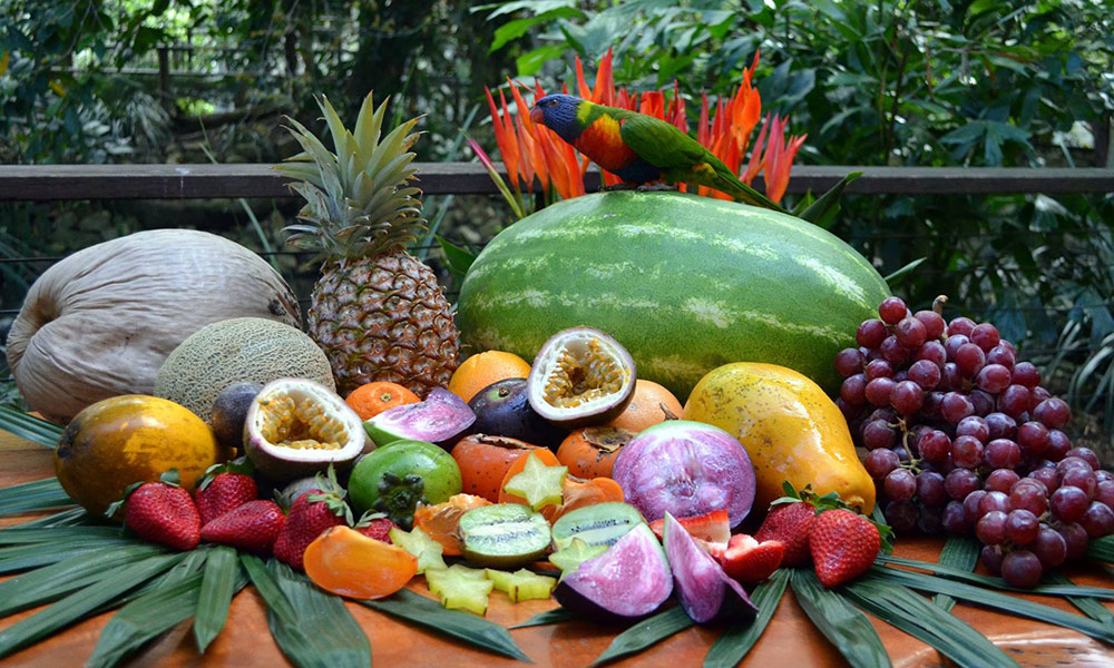 Wildlife Habitat Port Douglas Breakfast With The Birds Experience Oz