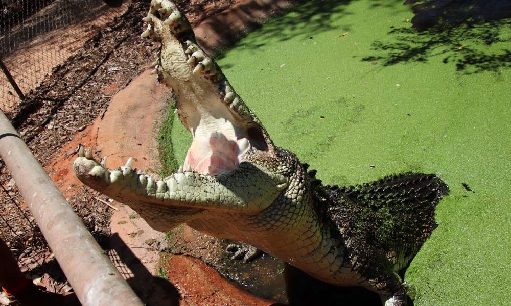 Broome Crocodile Feeding Tour with Park Entry and Transfers