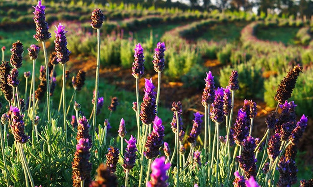 Premium Winery Picnic Hamper Lunch with Wine Tasting For 2