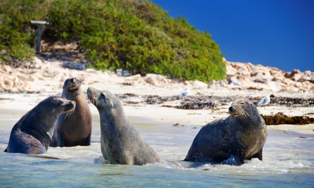 Wildlife Cruise & Seafood Lunch 153 Arcadia Drive Shoalwater WA 6169 Shoalwater WA 6169