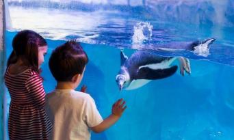SEA LIFE Sydney Aquarium Dine and Discover Adult Plus Child Package Thumbnail 3