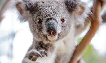 WILD LIFE Sydney Zoo Parent NSW Vouchers Adult Plus Child Package Thumbnail 1