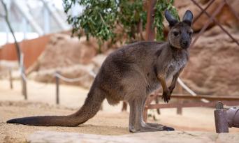WILD LIFE Sydney Zoo Parent NSW Vouchers Adult Plus Child Package Thumbnail 5