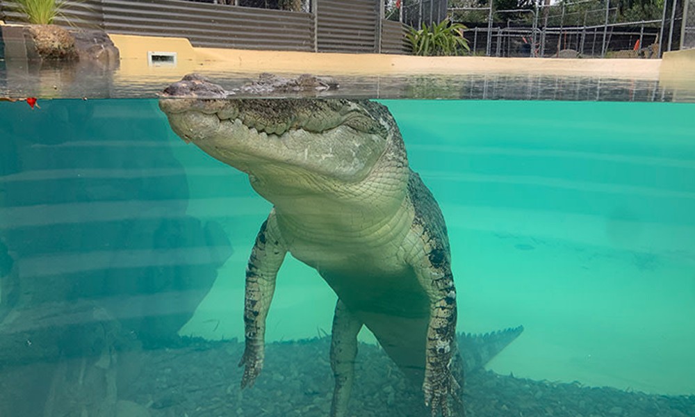 Swim with the Crocs Experience with Entry - 45 Minutes