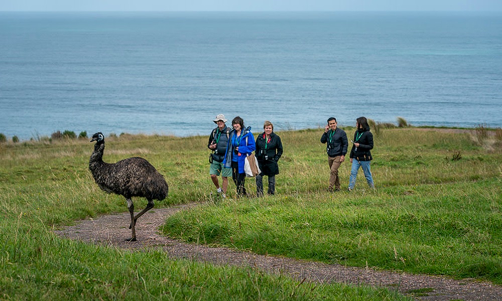 Great Ocean Road Guided Wildlife Walk   75 Minutes | Experience Oz