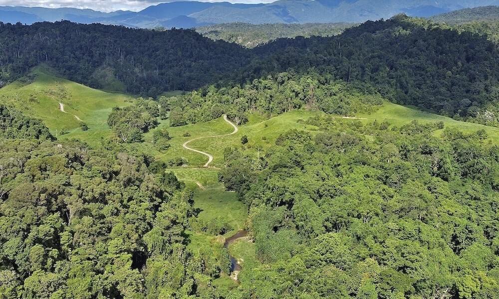 Daintree Rainforest & Cassowary Falls Tour - 90 Minutes