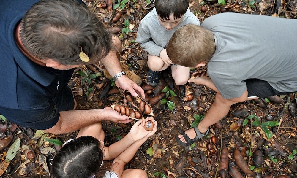 Daintree Rainforest & Cassowary Falls Tour - 90 Minutes