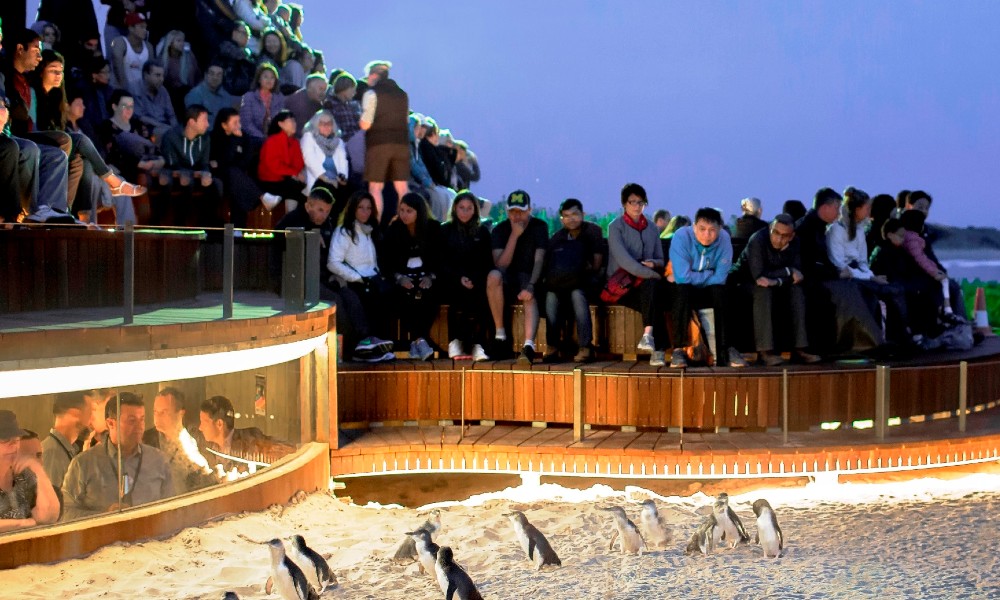Phillip Island Penguin Parade Underground Viewing