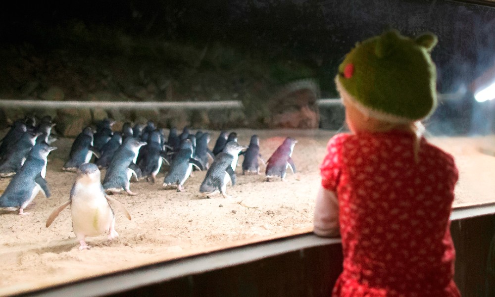 Phillip Island Penguin Parade Underground Viewing