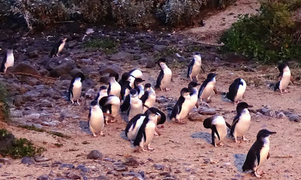 Phillip Island Penguin Parade Underground Viewing