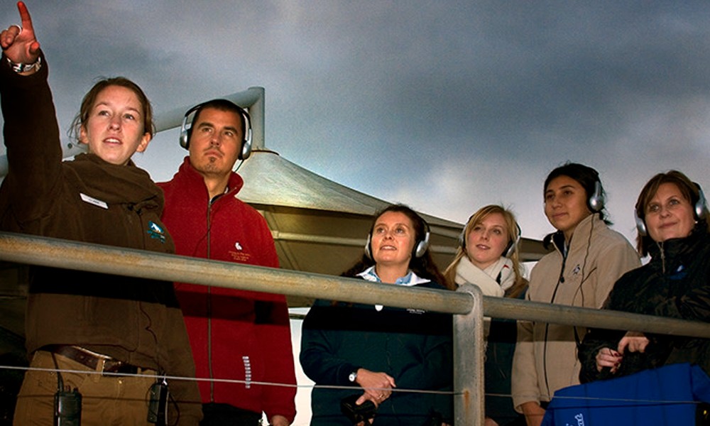 Phillip Island Penguin Parade Premium Viewing