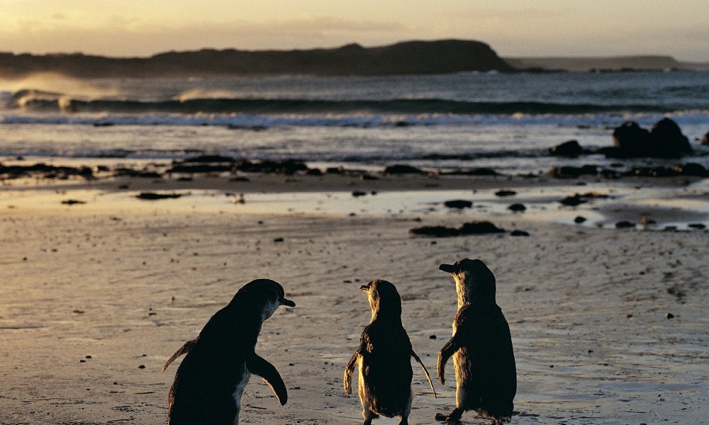Phillip Island Penguin Parade Premium Viewing