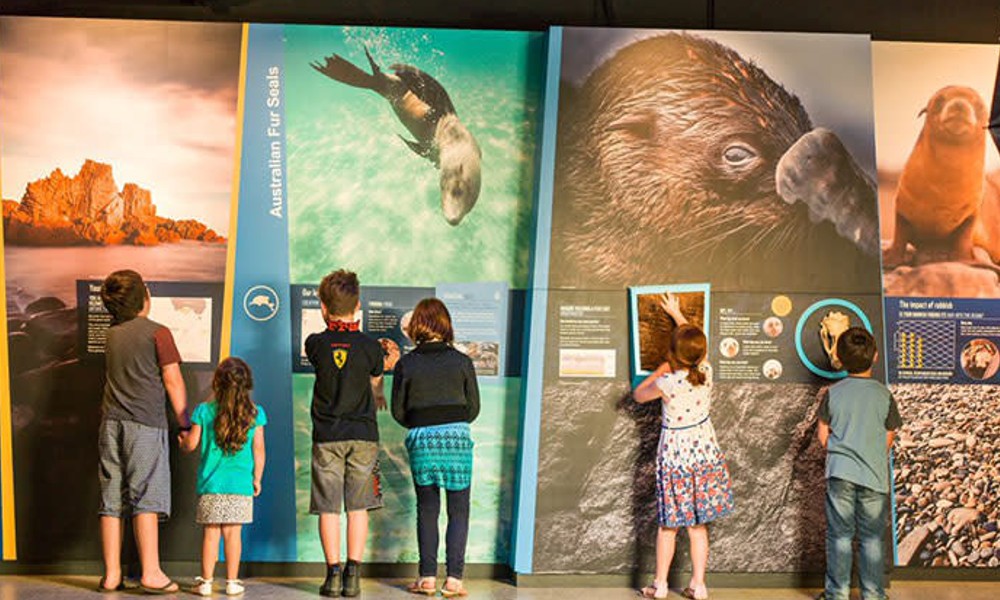 Phillip Island Penguin Parade Premium Viewing