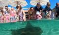 Snorkel with Stingrays and Shallow Water Experience Thumbnail 2