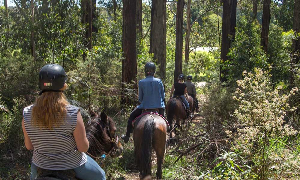 Yarra Valley Horse Trail Ride with Wine Tasting - 2.5 Hours