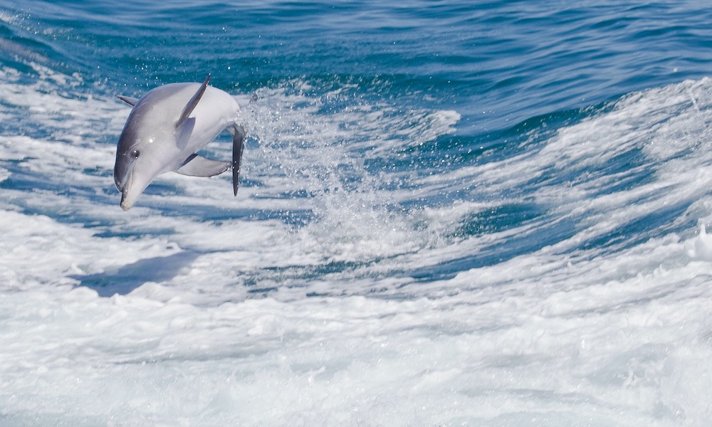 Shoalwater Swim with Dolphins Cruise - Spectator