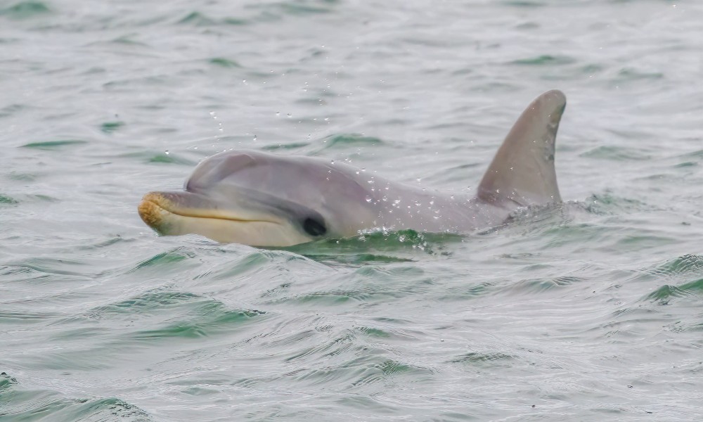 dolphin cruises port adelaide