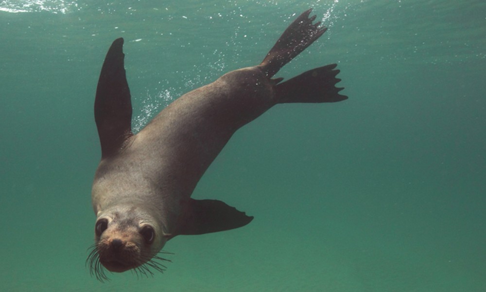 Swim With Dolphins and Seals in the Mornington Peninsula