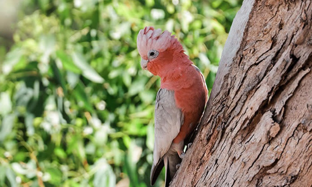 Kings Park and Botanical Garden Walking Tour - 2.5 Hours